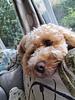 elizabeth_arksey's profile picture