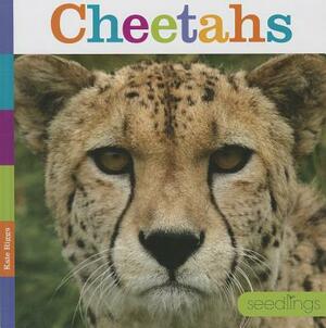 Cheetahs by Kate Riggs