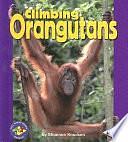 Climbing Orangutans by Shannon Knudsen