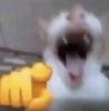 svncat's profile picture