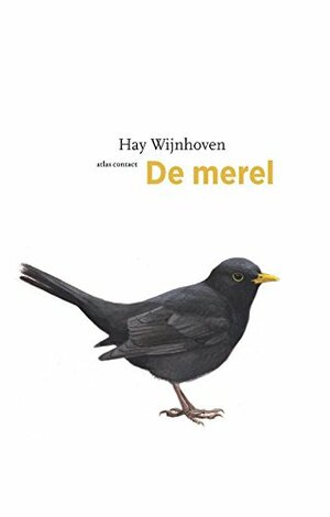 De merel by Hay Wijnhoven