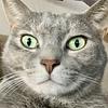 amberogi's profile picture