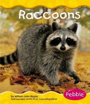 Raccoons by William John Ripple