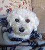 tamsinmarsh's profile picture
