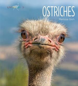 Ostriches by Melissa Gish