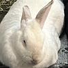 amyrabbits's profile picture