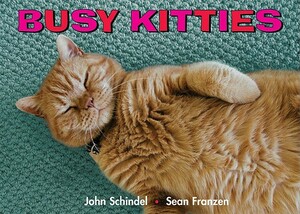 Busy Kitties by John Schindel