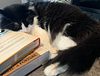 proseandpurrs's profile picture