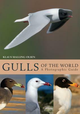 Gulls of the World: A Photographic Guide by Klaus Malling Olsen