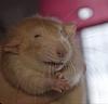 baudleaires's profile picture