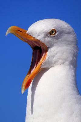 Seagull: Seagulls Learn, Remember and Even Pass on Behaviours, Such as Stamping Their Feet in a Group to Imitate Rainfall and T by Planners and Journals