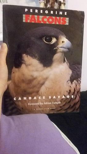 Peregrine Falcons by Candace Savage