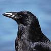 corvus_corone's profile picture