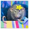 ratforbrains's profile picture