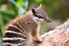 numbat's profile picture