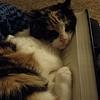 bookshopcalico's profile picture