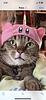 makocat's profile picture