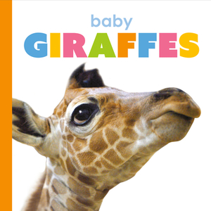 Baby Giraffes by Kate Riggs