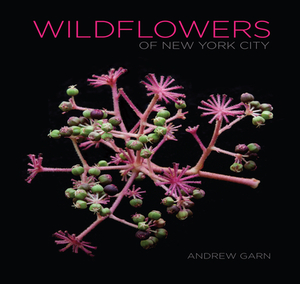 Wildflowers of New York City by Andrew Garn