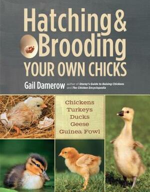 Hatching & Brooding Your Own Chicks: Chickens, Turkeys, Ducks, Geese, Guinea Fowl by Gail Damerow