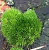 p_tremuloides's profile picture