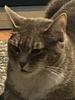 tocelot's profile picture
