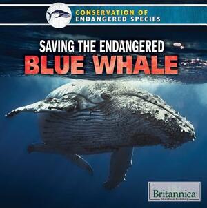 Saving the Endangered Blue Whale by Simone Payment