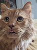 martiankitties's profile picture