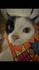 romanumeral4's profile picture