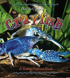 Crayfish by Rebecca Sjonger, Bobbie Kalman