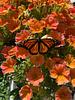 roshni_anaya's profile picture