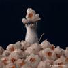 catlint's profile picture