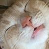 chriskobdish's profile picture