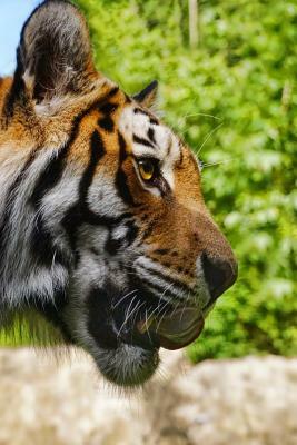 Hungry Tiger: The Tiger Is the Largest Cat Species, Most Recognizable for Its Pattern of Dark Vertical Stripes on Reddish-Orange Fur by Planners and Journals