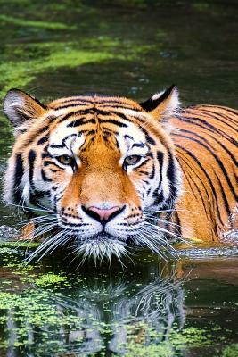 Swimming Tiger: As the Largest Species in the Big Cat Family, Tigers Have More Surface Area That Heats Up, Which Is Probably Why They by Planners and Journals