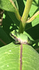 ulmaridae's profile picture