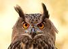 wildeaboutoscar's profile picture