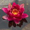waterlillybooks's profile picture