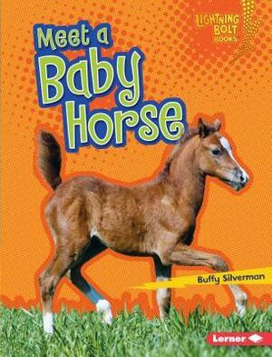 Meet a Baby Horse by Buffy Silverman