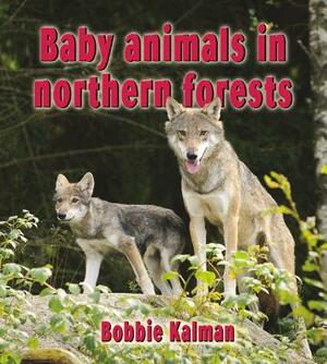 Baby Animals in Northern Forests by Bobbie Kalman