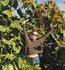 hallielovetrees's profile picture