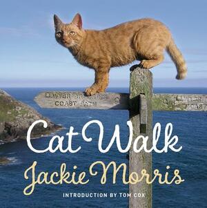 Cat Walk by Jackie Morris