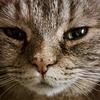 shahar_adra's profile picture