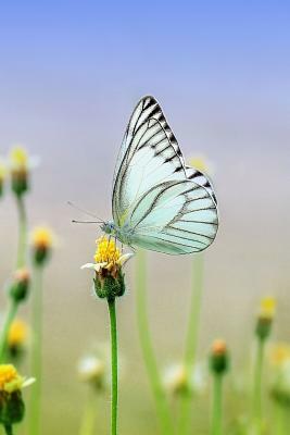 White Butterfly: There Are Over 20,000 Species of Butterflies in the World. by Planners and Journals