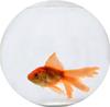 crunchay's profile picture