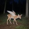 angel_oak's profile picture