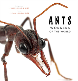 Ants: Workers of the World by Eleanor Spicer Rice