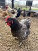 chickenlady's profile picture