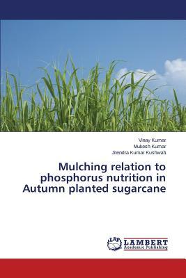 Mulching Relation to Phosphorus Nutrition in Autumn Planted Sugarcane by Kumar Mukesh, Kushwah Jitendra Kumar, Kumar Vinay