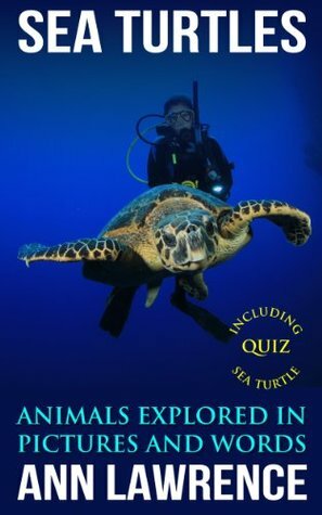 Sea Turtles - Animals Explored in Pictures and Words by Ann Lawrence